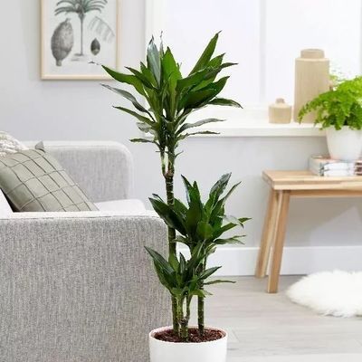 家居裝飾植物選什么好？駱丹給你支個招！
